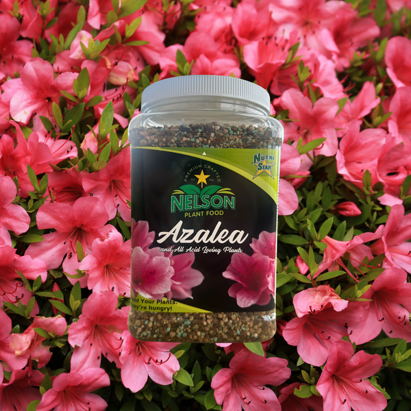 AZARE PLANTS HARD & PLANTS-C 40g アザレ アザレ化粧品(アザレ