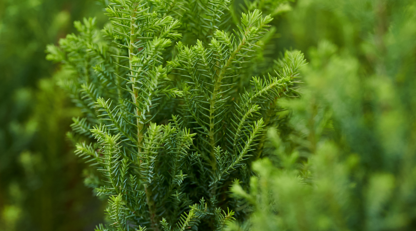 Growers Corner - Winter Hints and Reminders