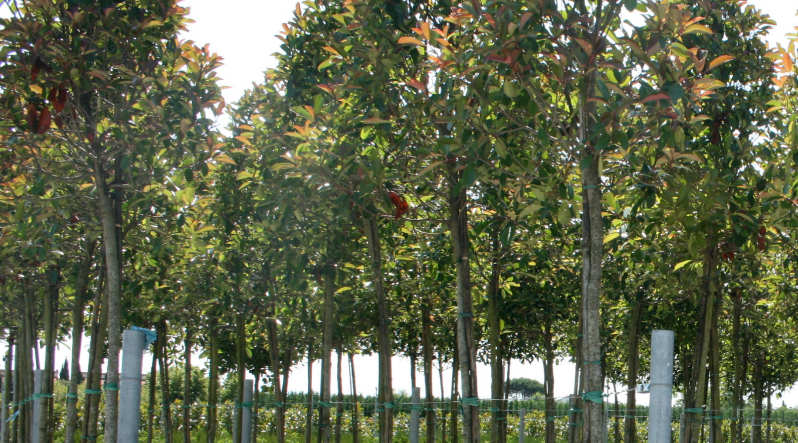 Grower’s Corner - Spring Fertilizing