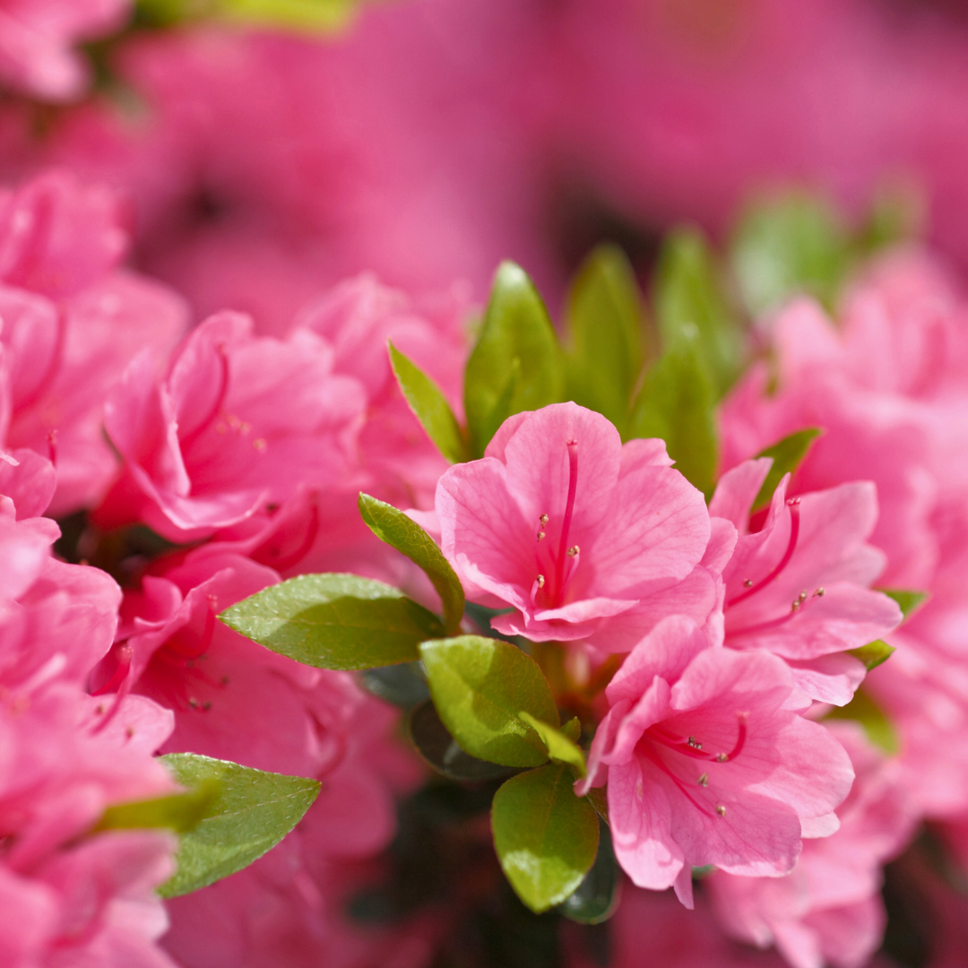 Give Your Azaleas the Love They Deserve!