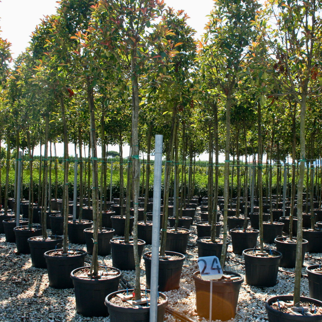 Should I or Shouldn't I?