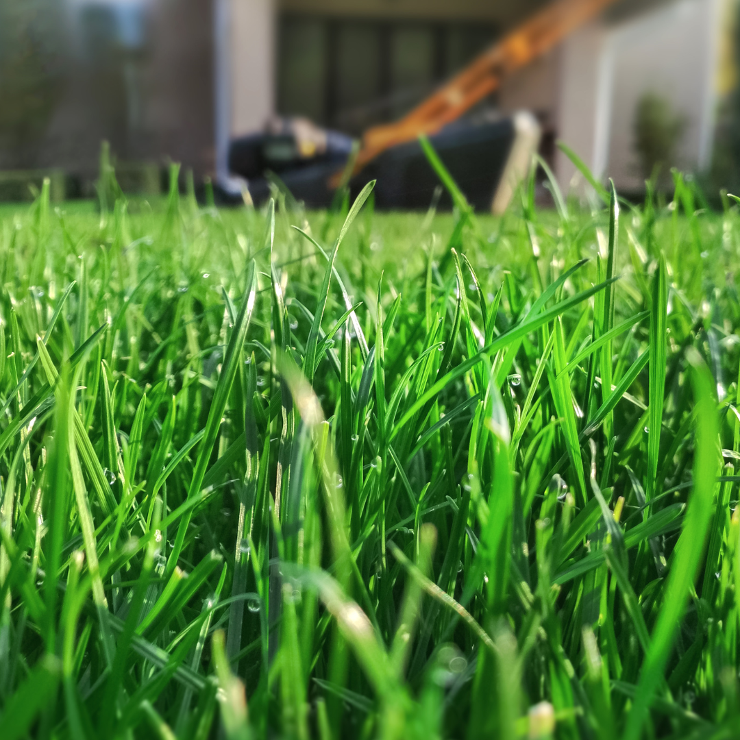 Fall Fertilization: Your Key to a Vibrant Spring Bloom