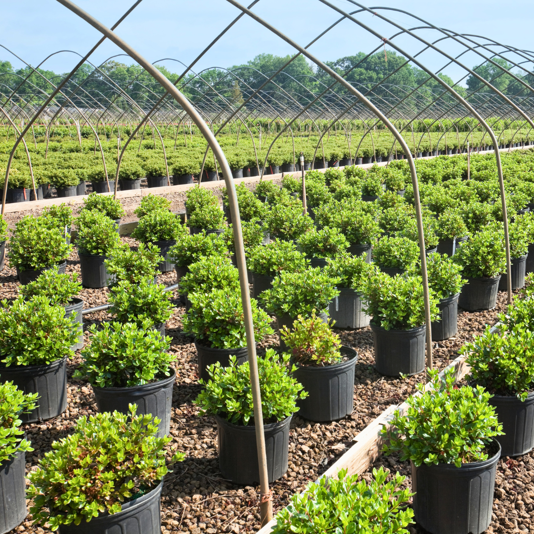 Grower's Corner: Fall Fertilization