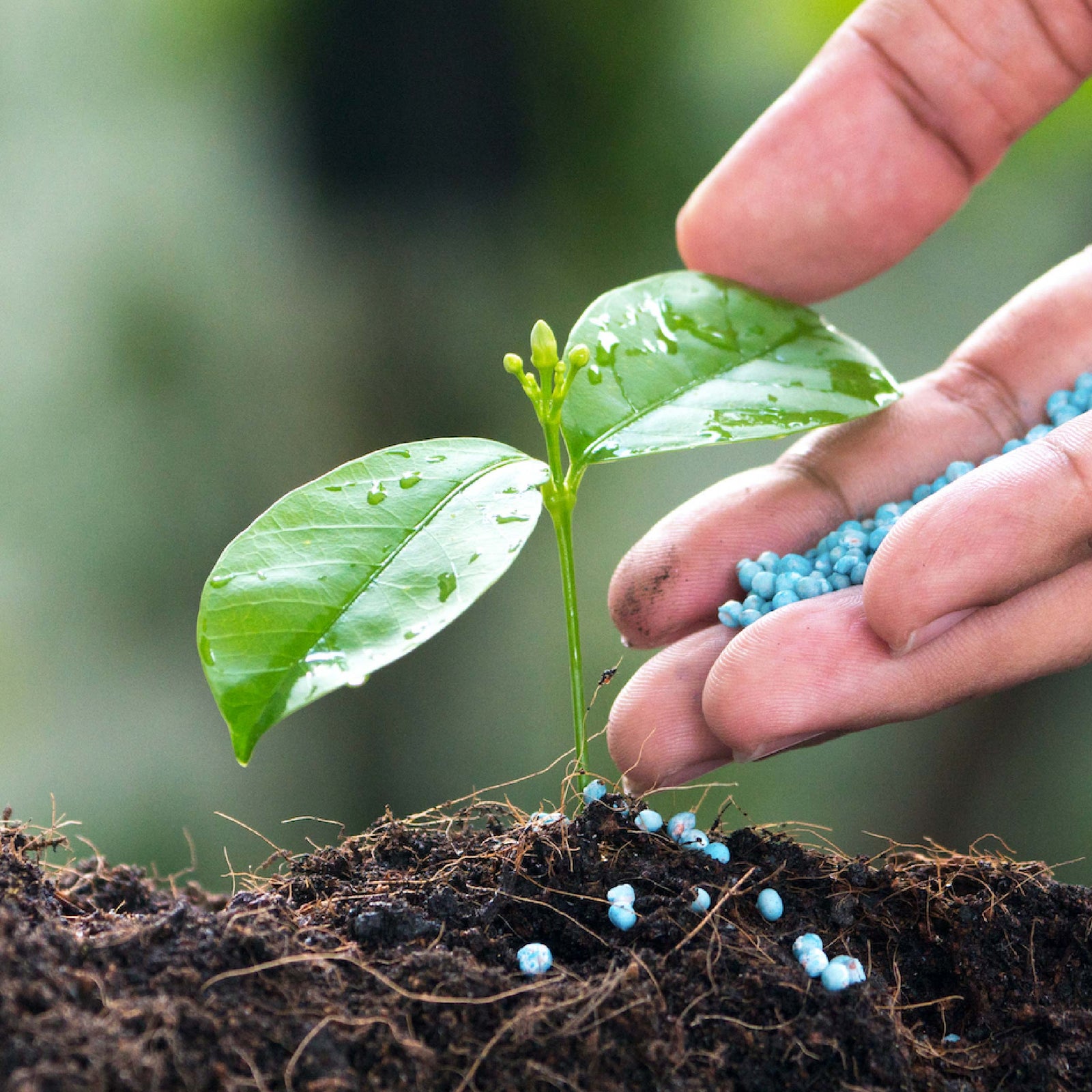 The Extreme Heat and CRF Longevity