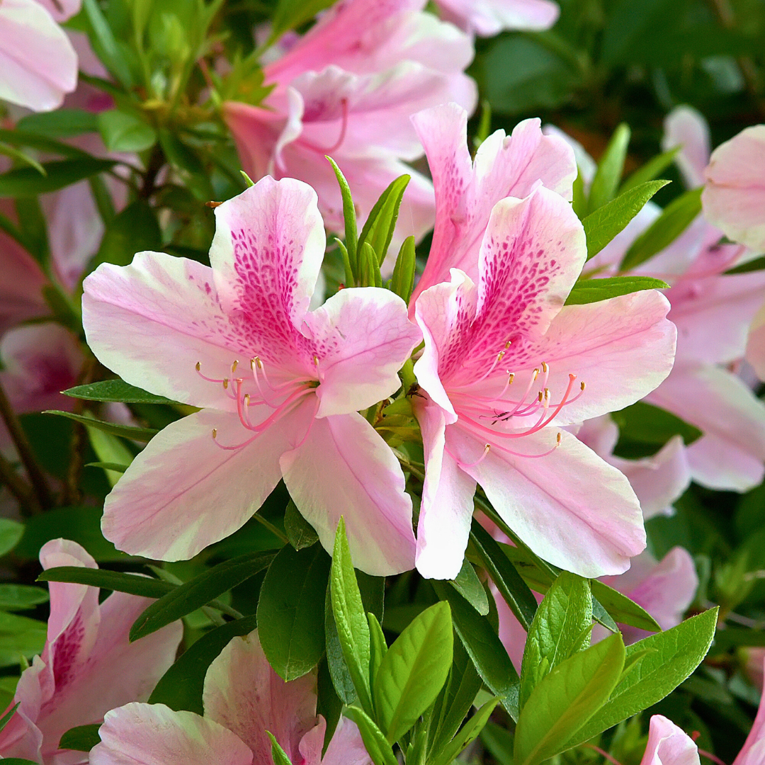 Retail Products For Spring