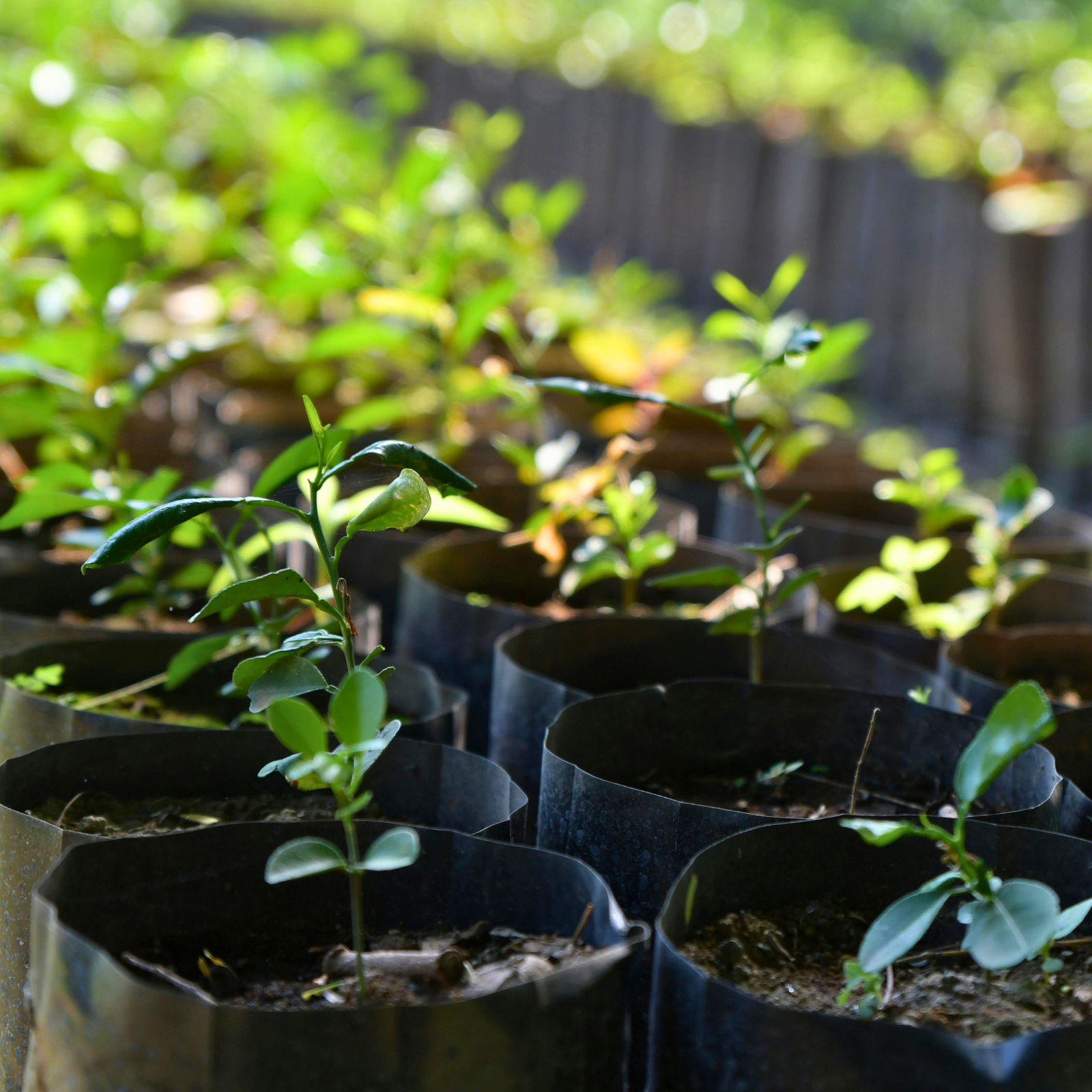 Grower's Corner: Summer Fertilization