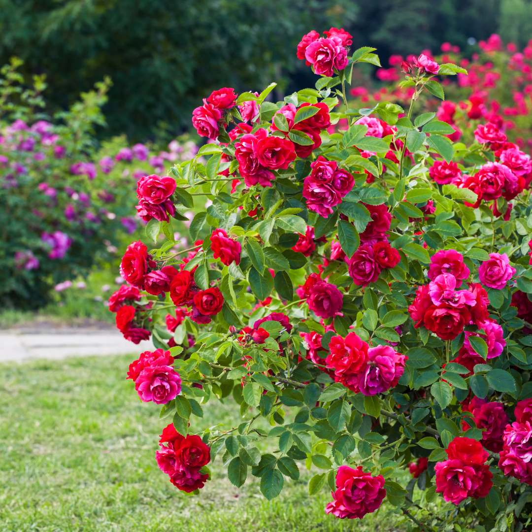 Summer Fertilization