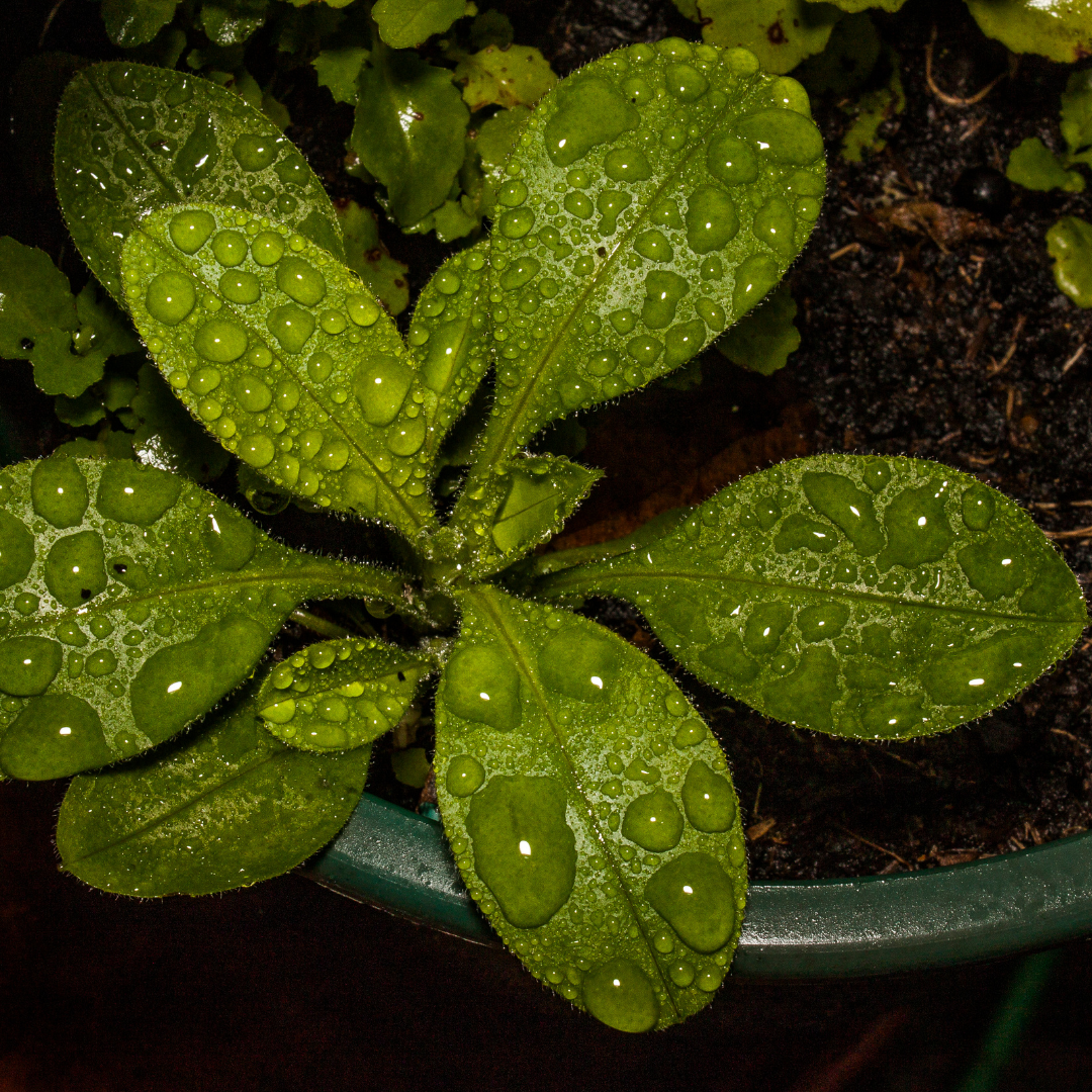 Water, Water, Water!