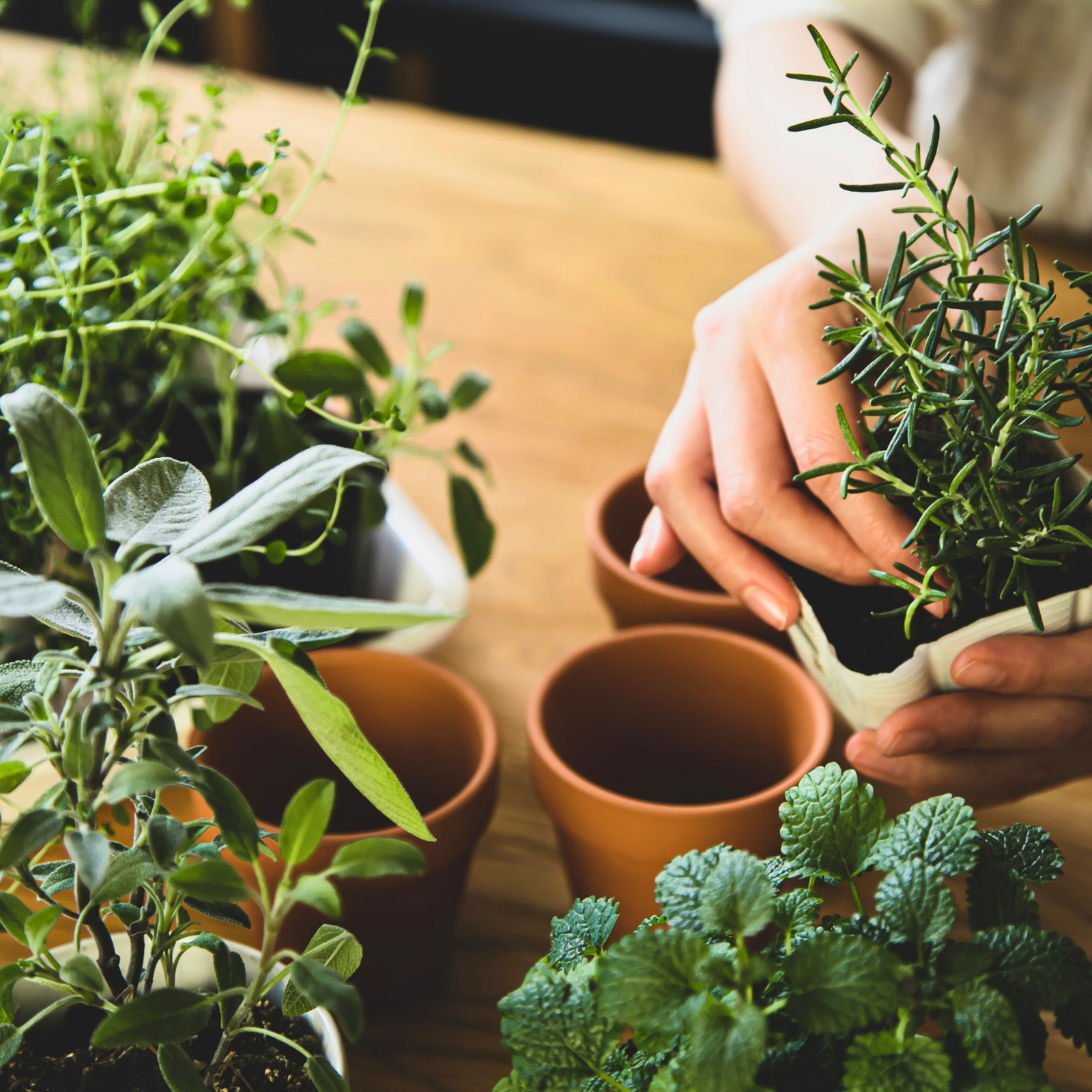 Winter Plant Care Made Easy