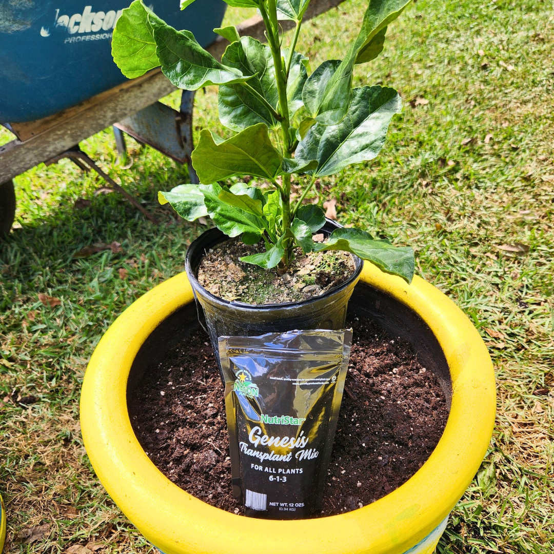 Winter Feeding Reset: Building a Year-Round Plant Nutrition Routine