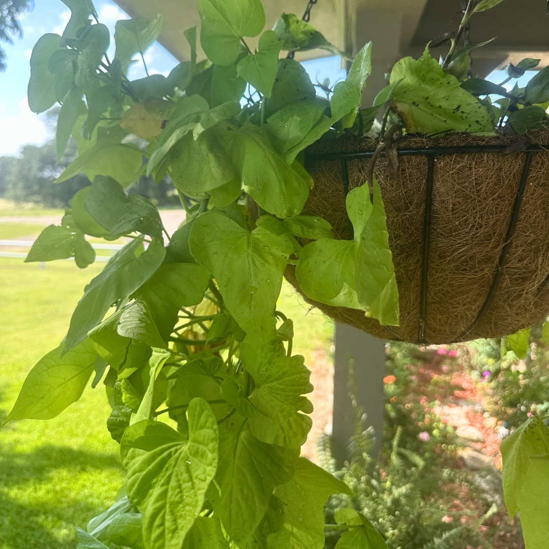 SELLING FERTILIZER TO A DOORBELL