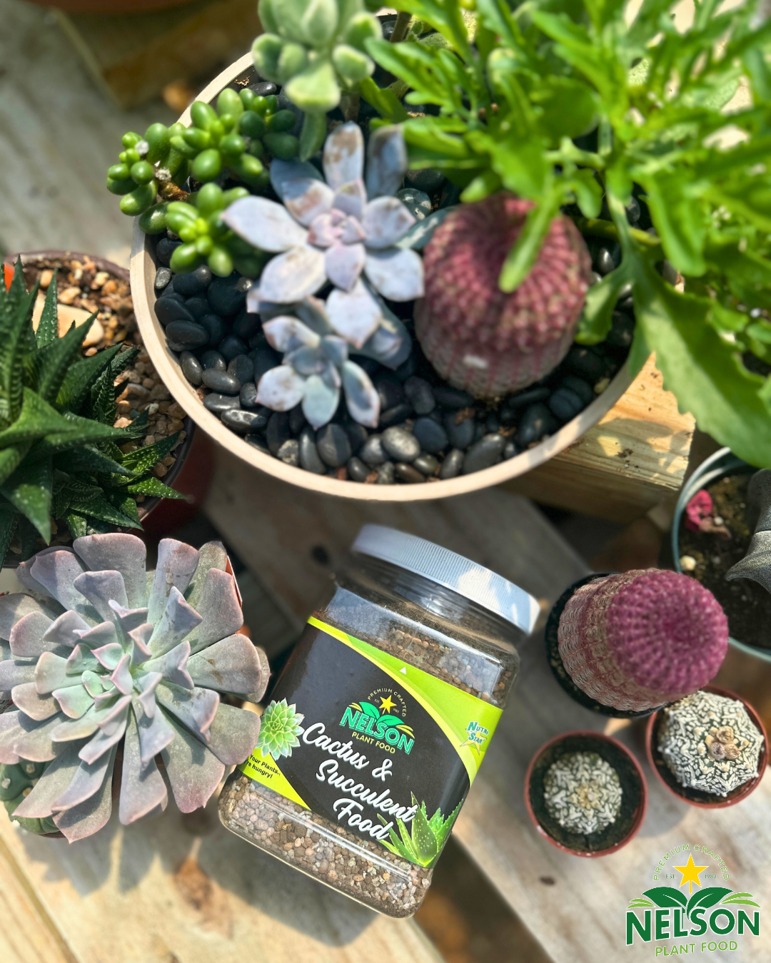 NutriStar Cactus and Succulent