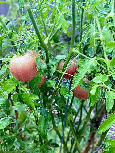 NatureStar Organic Tomato