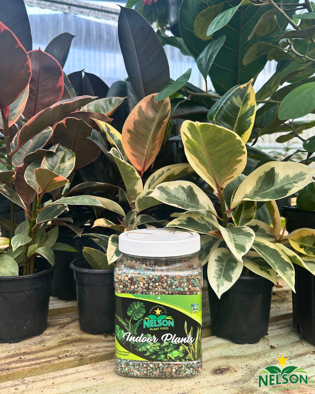 NutriStar Indoor Plants