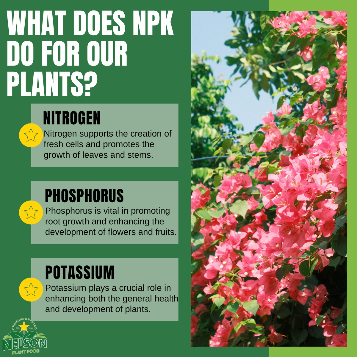 NutriStar Bougainvillea