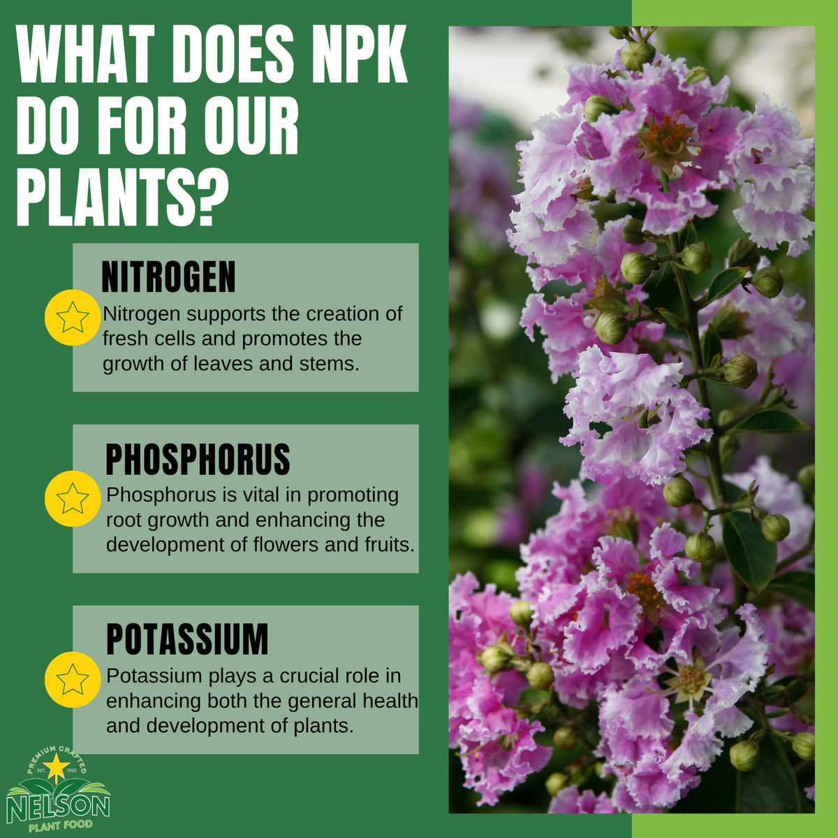NutriStar Crape Myrtle