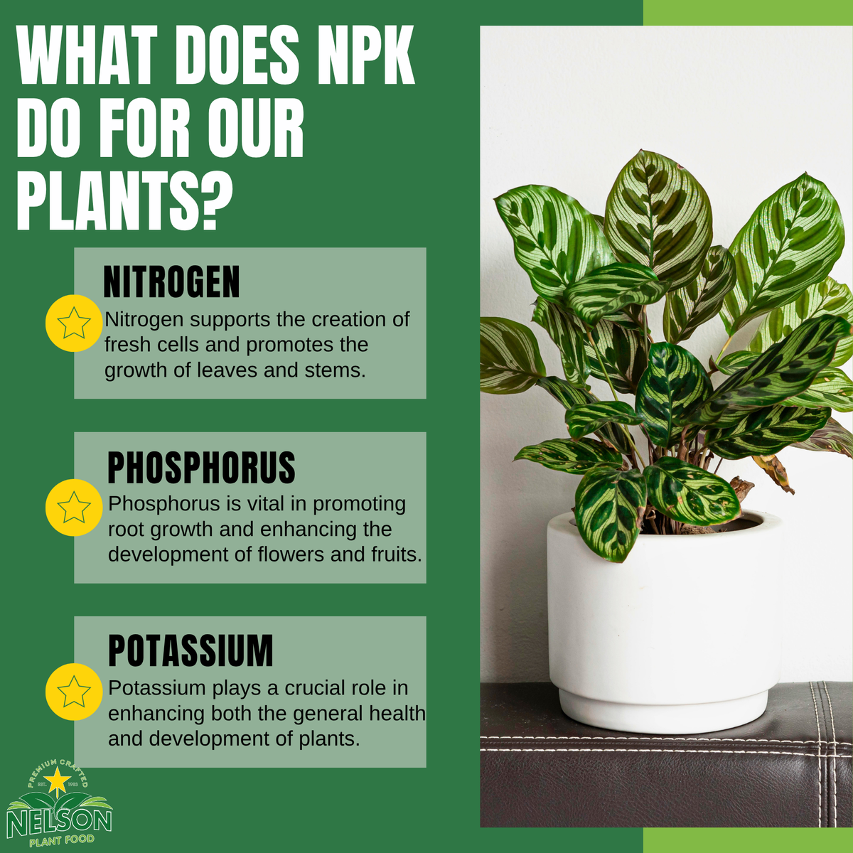 NutriStar Indoor Plants