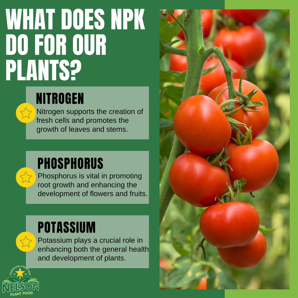 NatureStar Organic Tomato