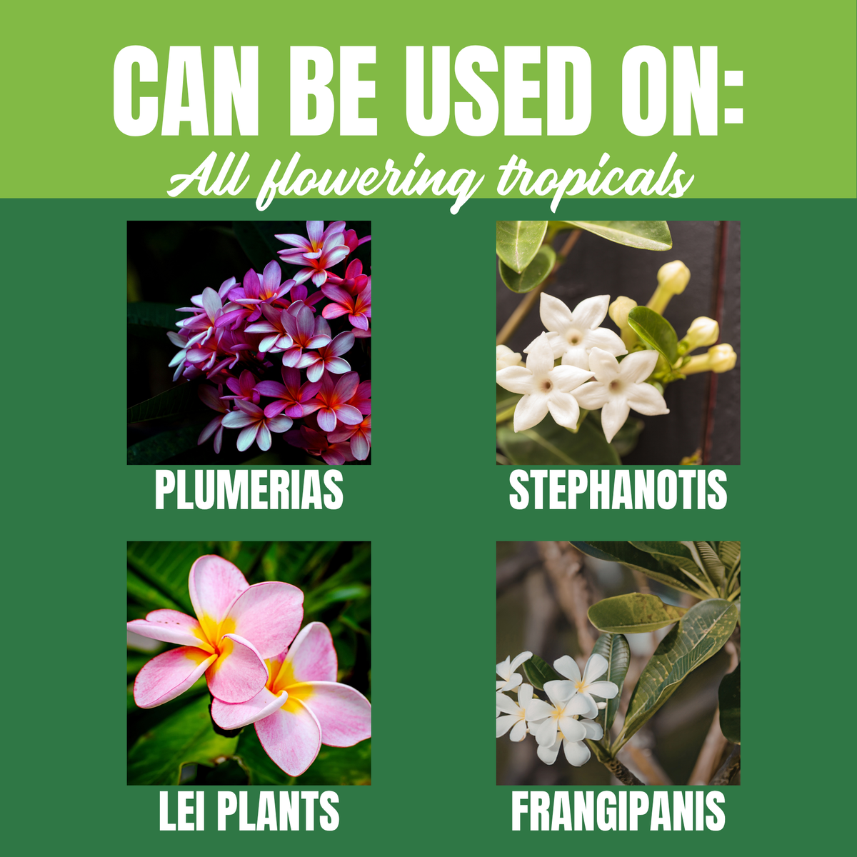 NutriStar Plumeria