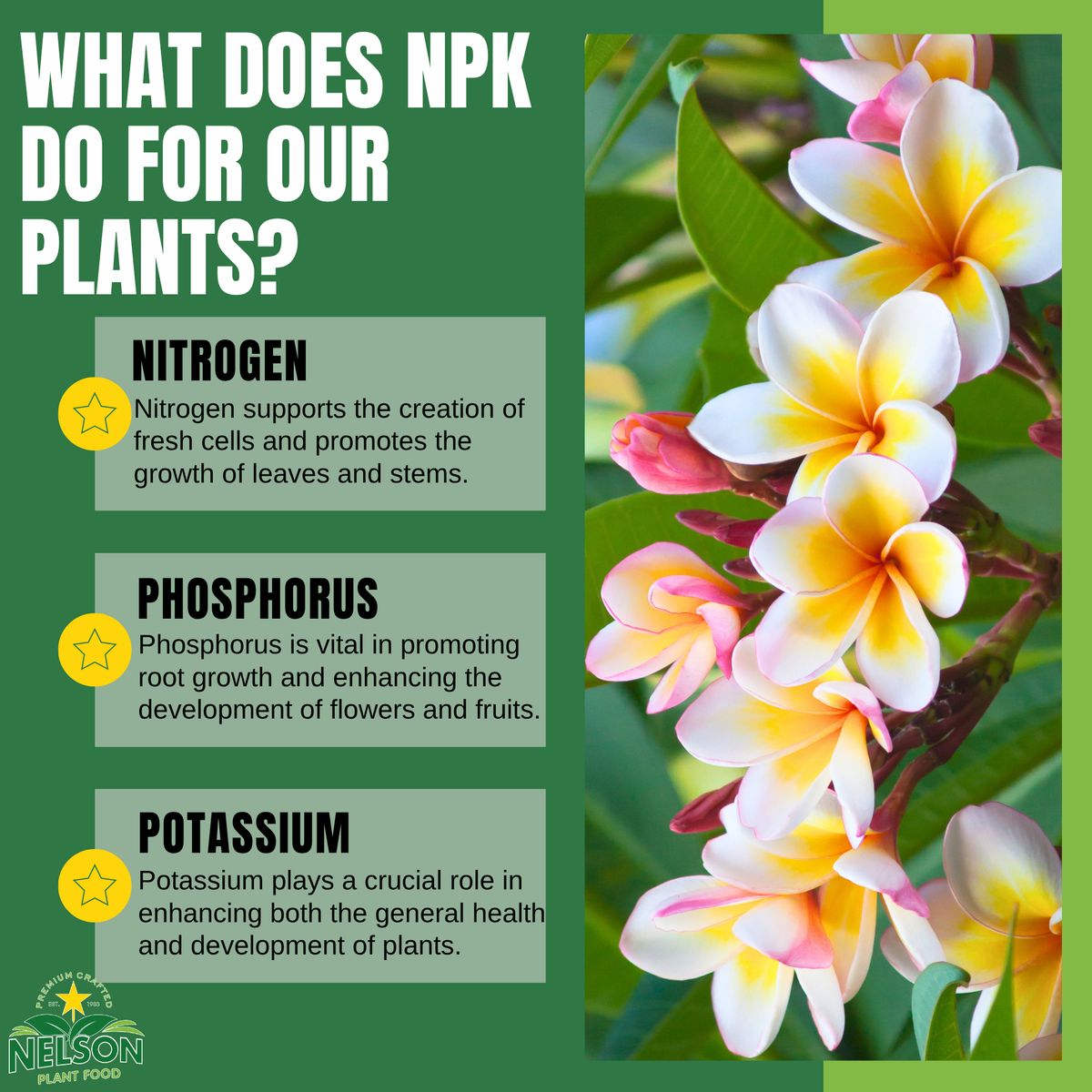 NutriStar Plumeria