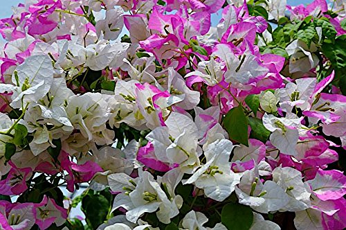 NutriStar Bougainvillea