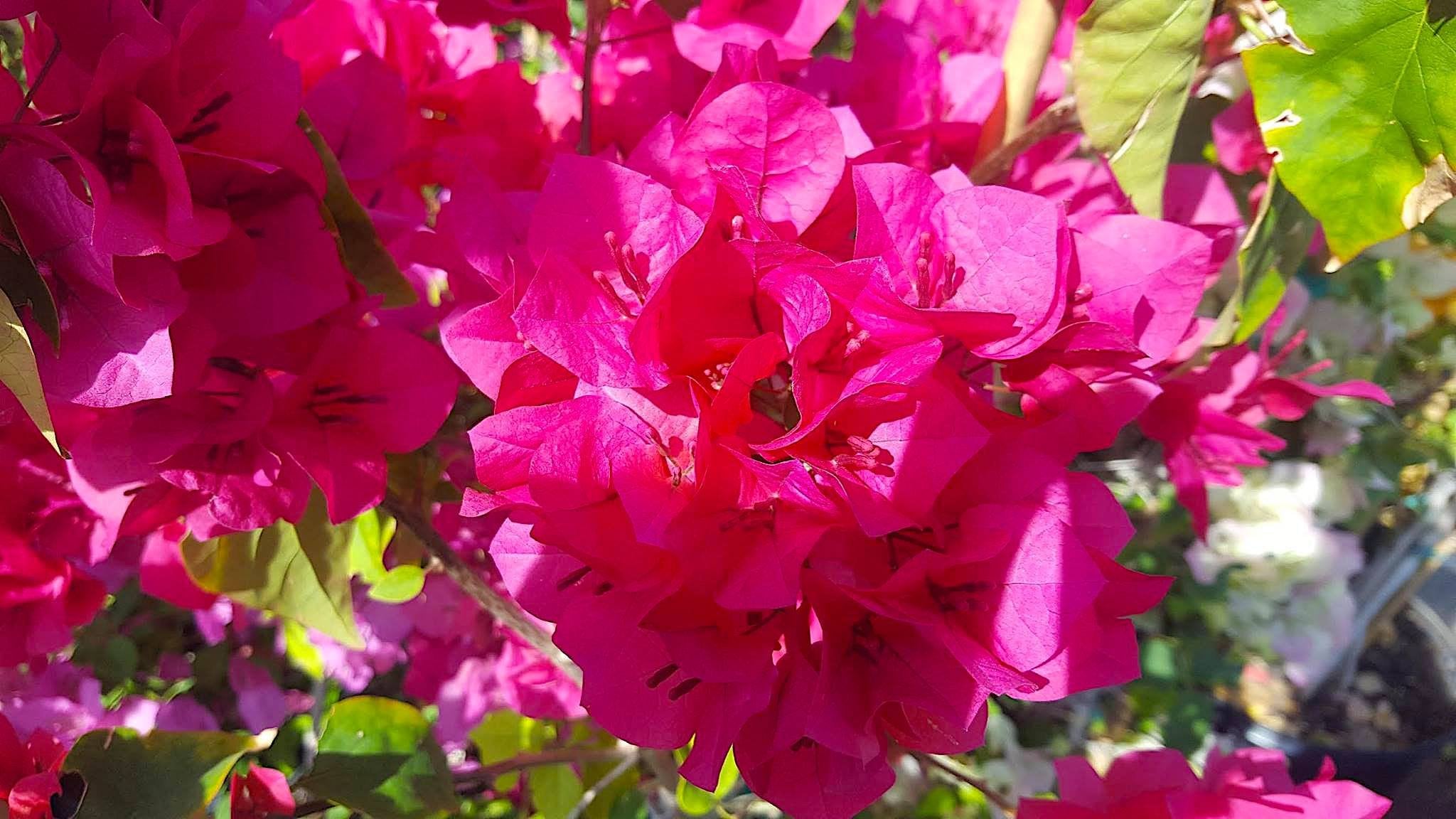 NutriStar Bougainvillea - Nelson Plant Food