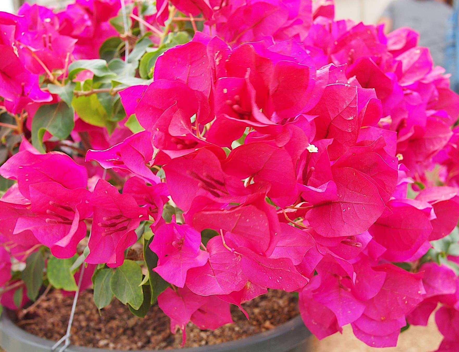 NutriStar Bougainvillea Nelson Plant Food