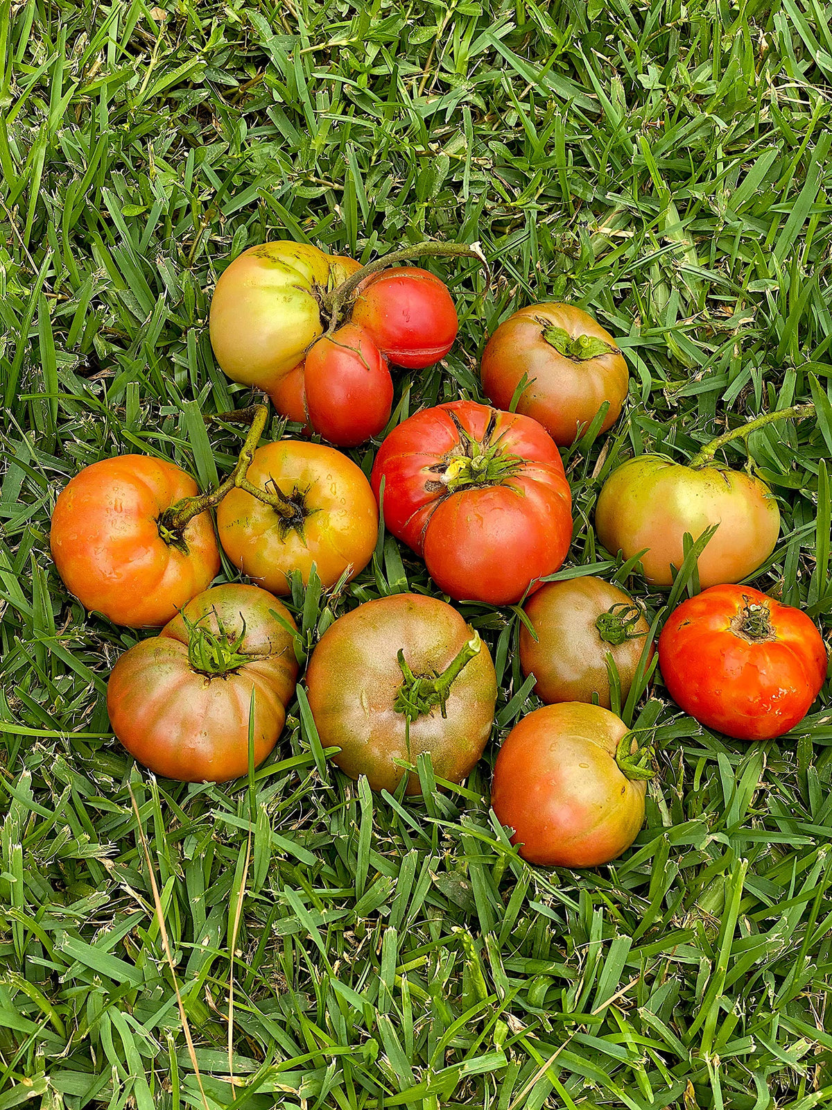 NutriStar Vegetable Garden